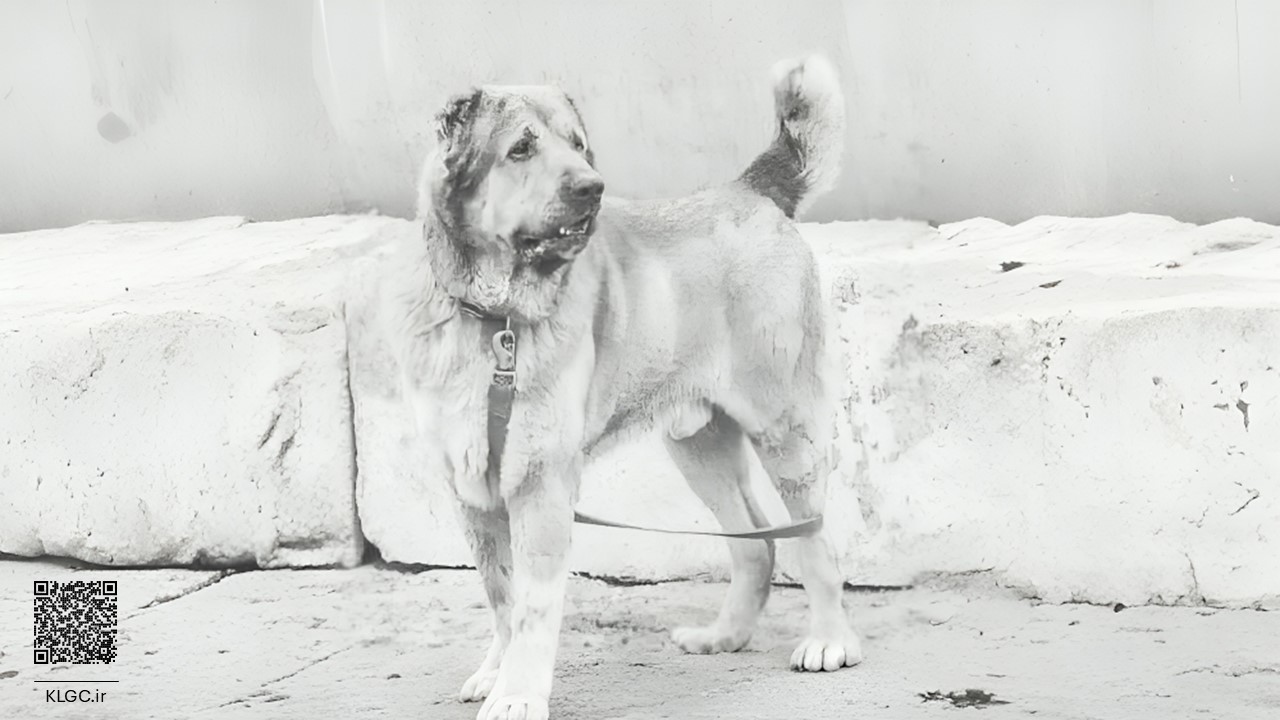 The Majestic Khorasani Dog
