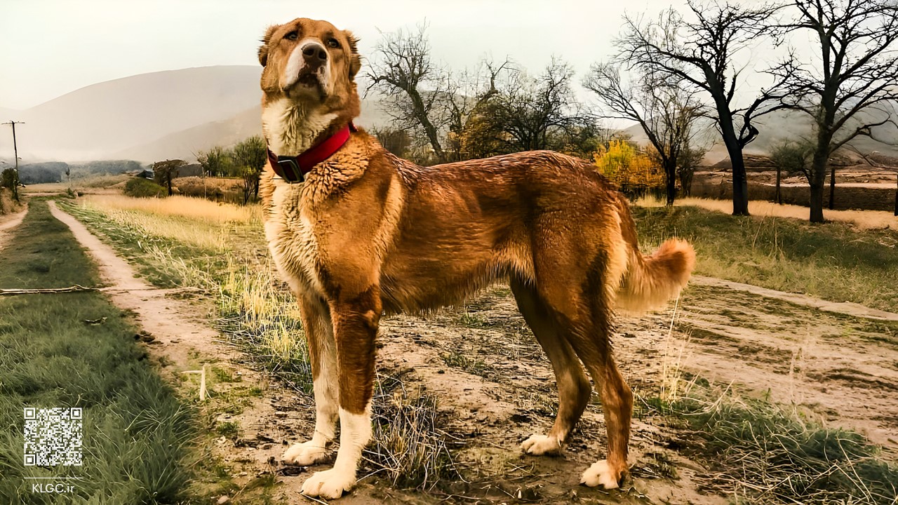 The Majestic Khorasani Dog