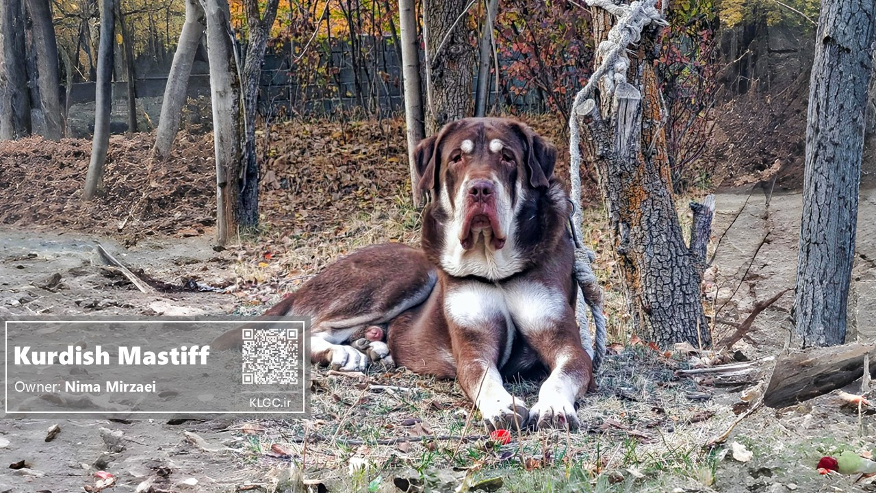 Kurdish Mastiff