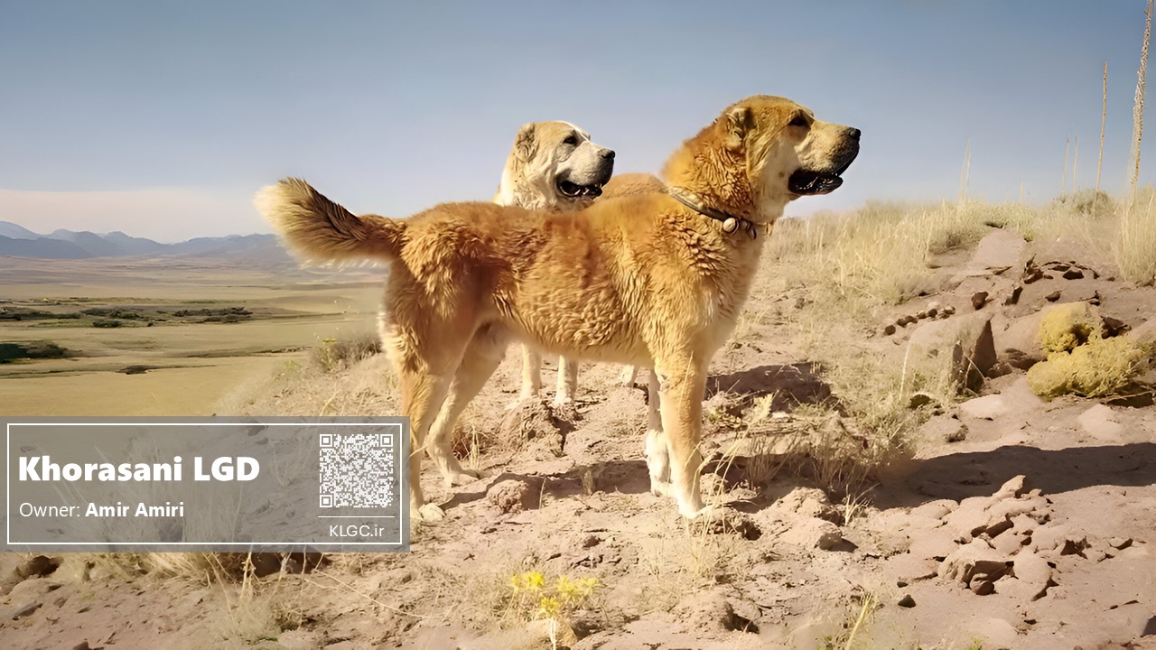Khorasani Livestock Guardian Dog