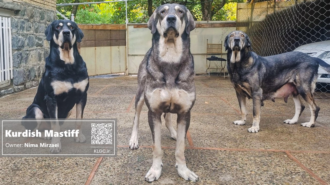 Kurdish Mastiff