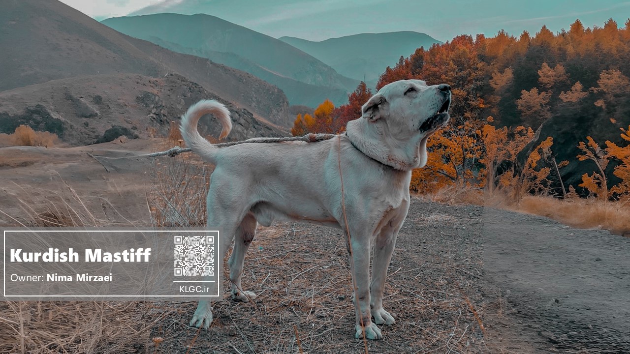 Kurdish Mastiff