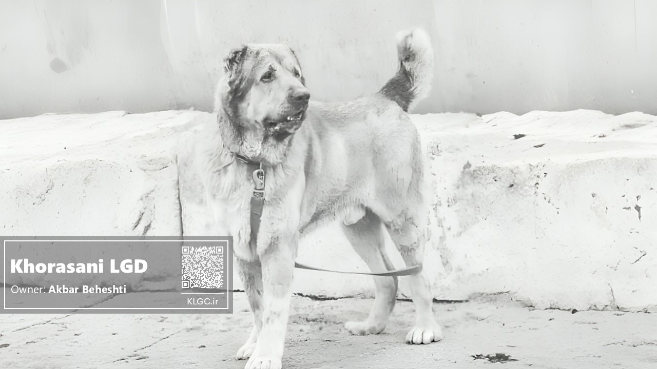 Khorasani Livestock Guardian Dog