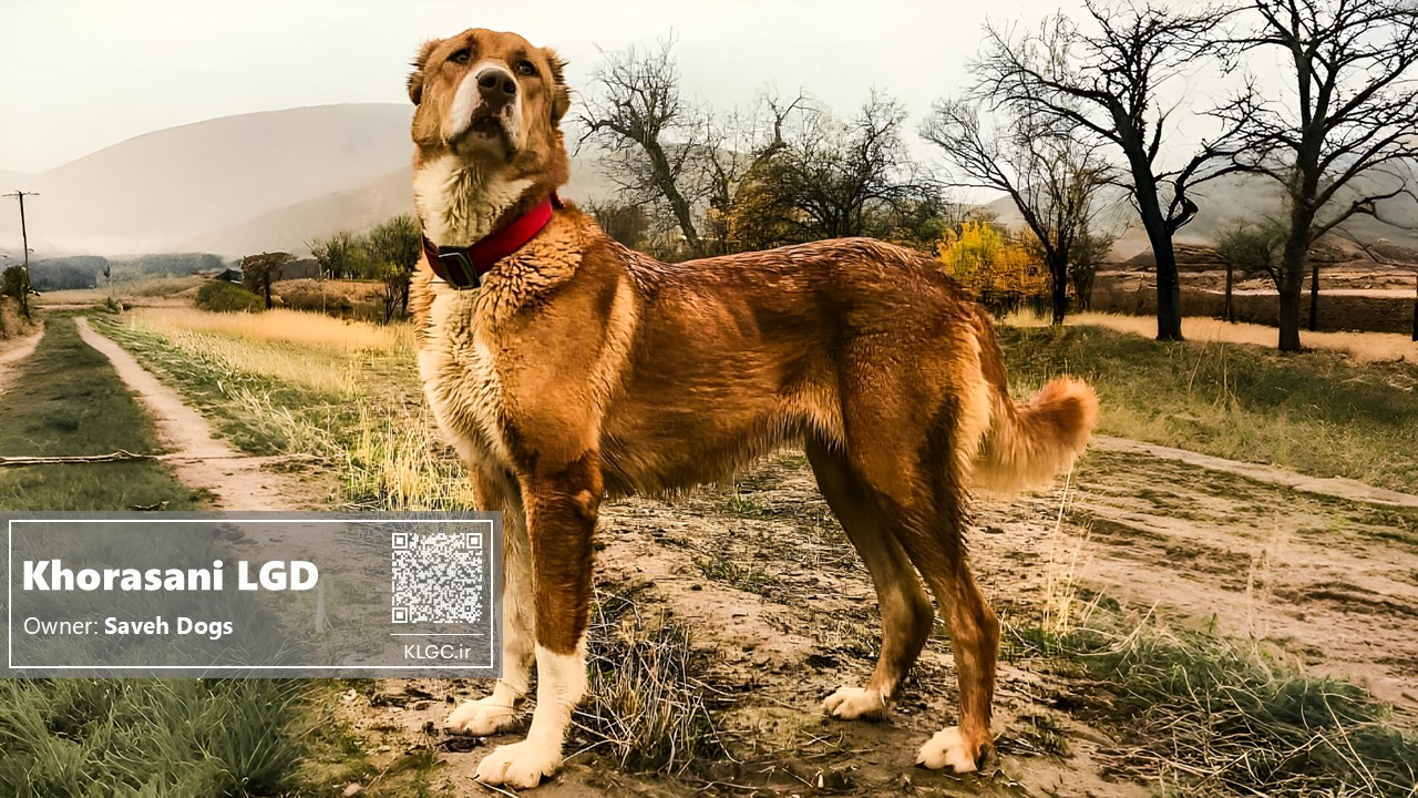 Khorasani Livestock Guardian Dog