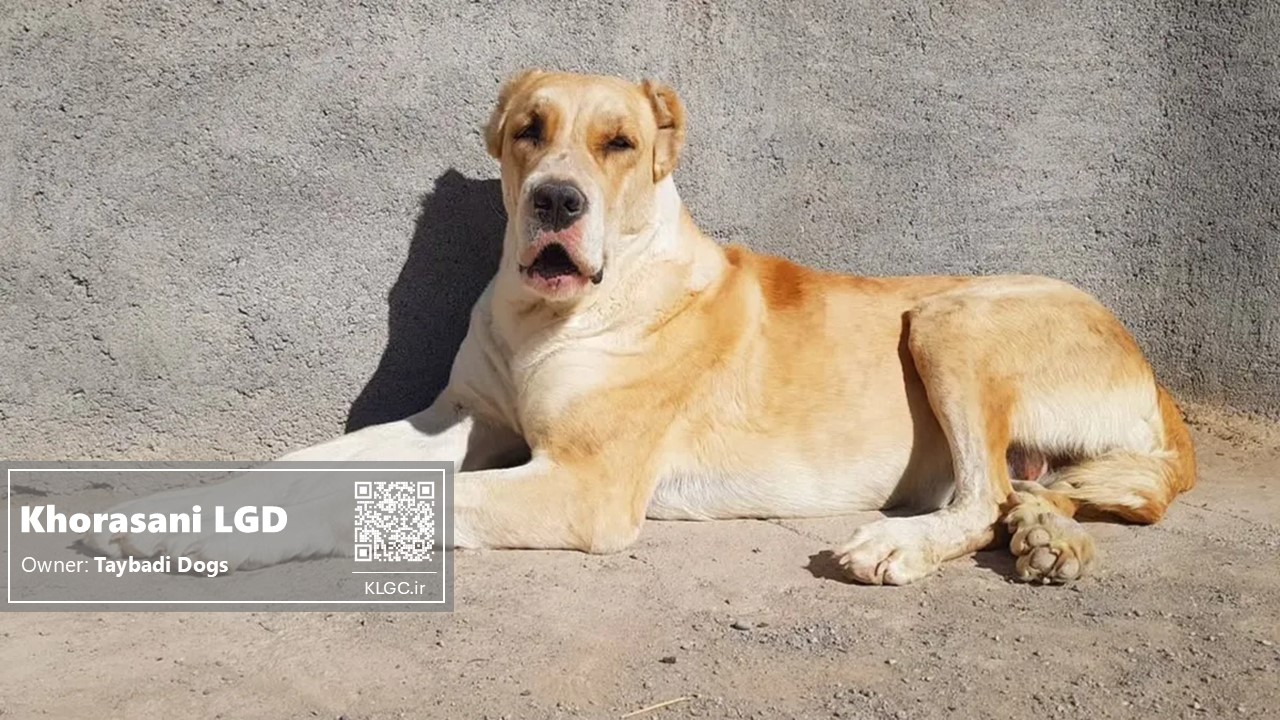 Banu the khorasani dog