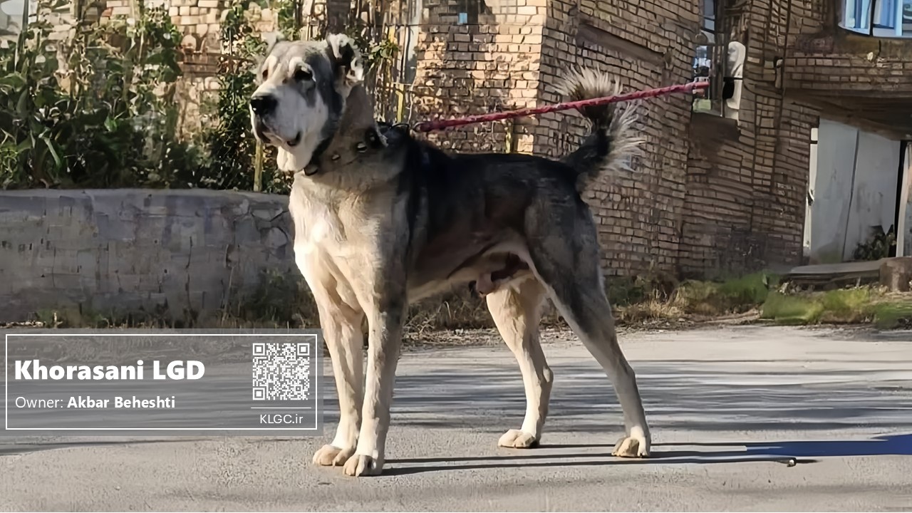 Caesar the khorasani dog