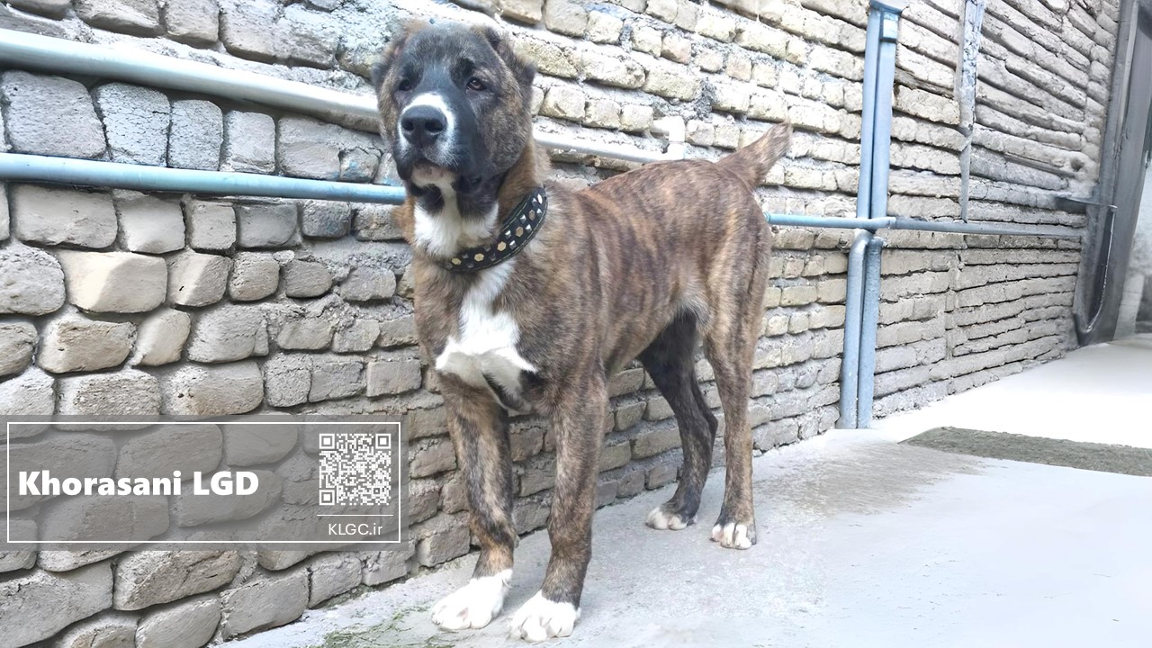 demon the khorasani dog