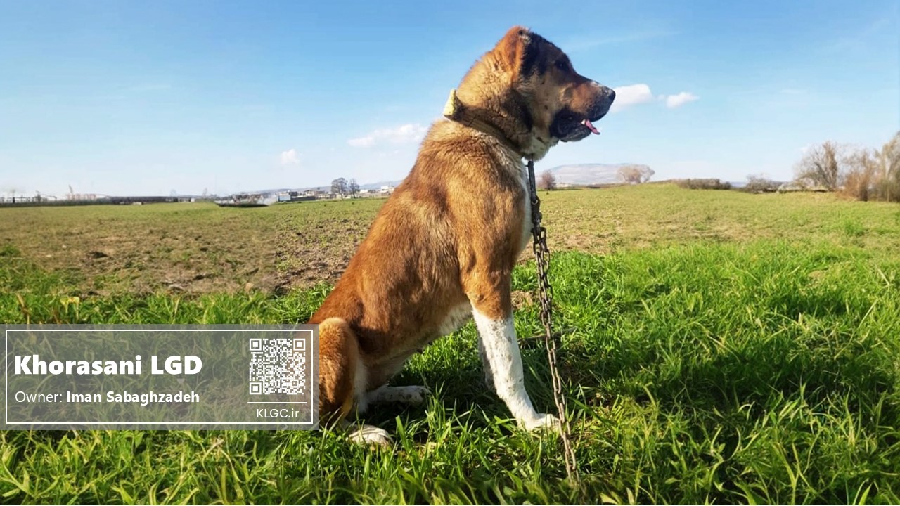 Fido the khorasani dog