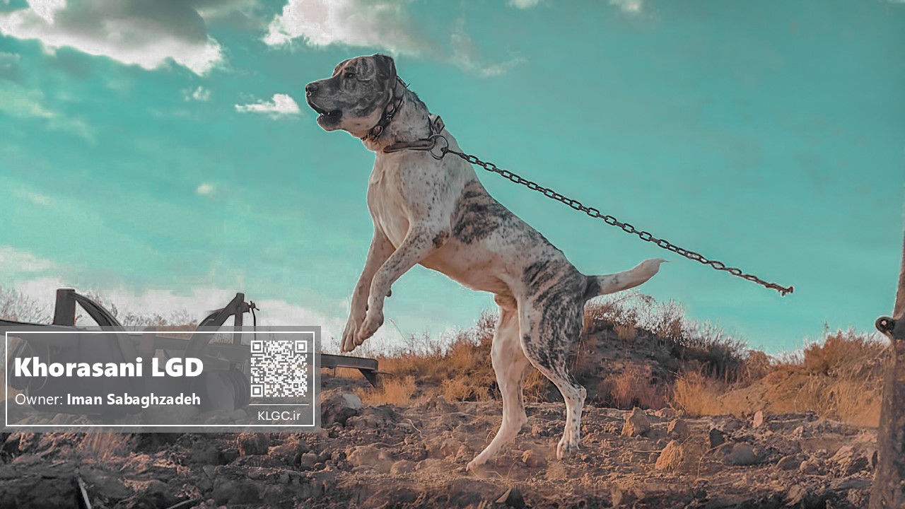 jolan the khorasani dog