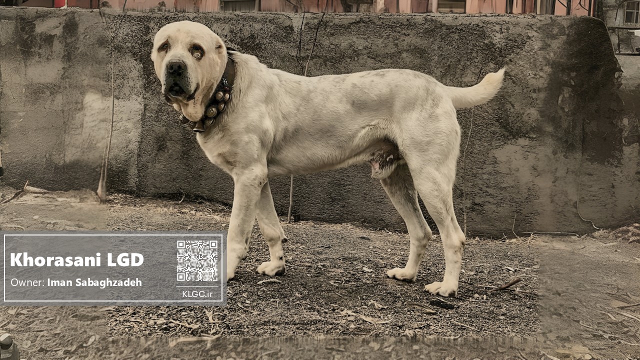 Khorasani Dog