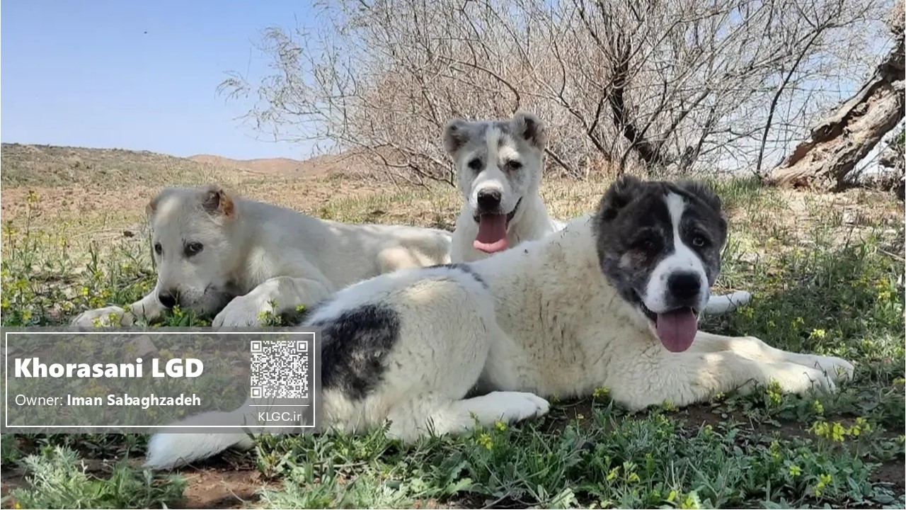 Fido the khorasani dog