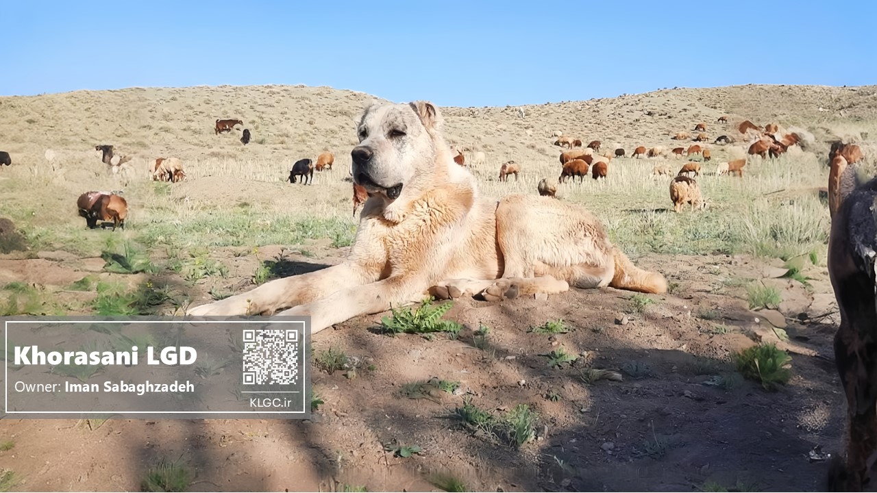 Shir the khorasani dog