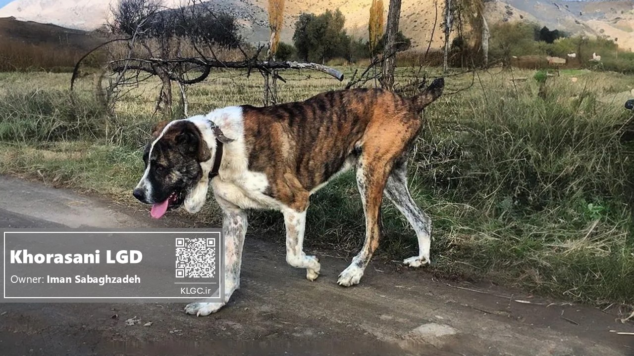 shiroo the khorasani dog